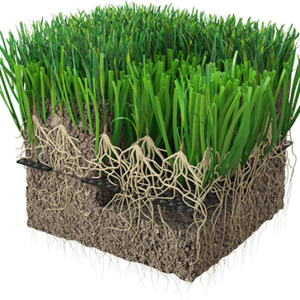 Herbe Hybride